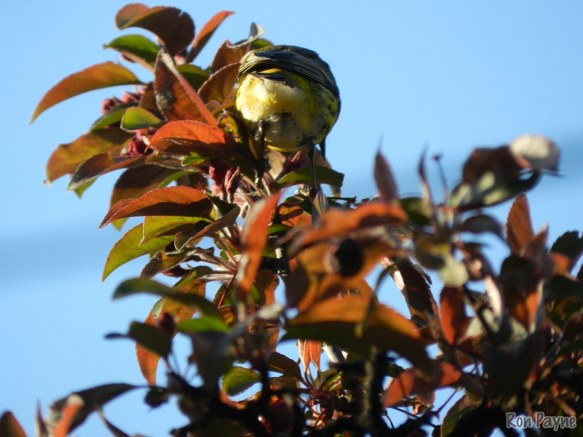 Cape May Warbler - ML235978671