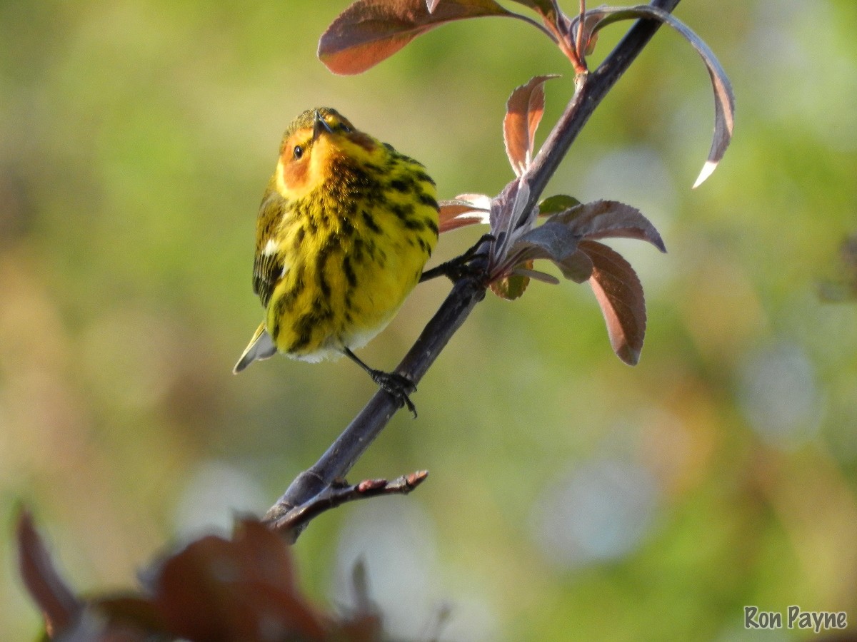 Cape May Warbler - ML235978761