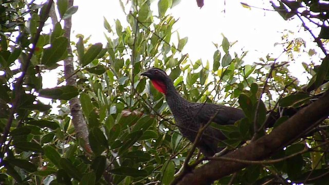 Dusky-legged Guan - ML235978971