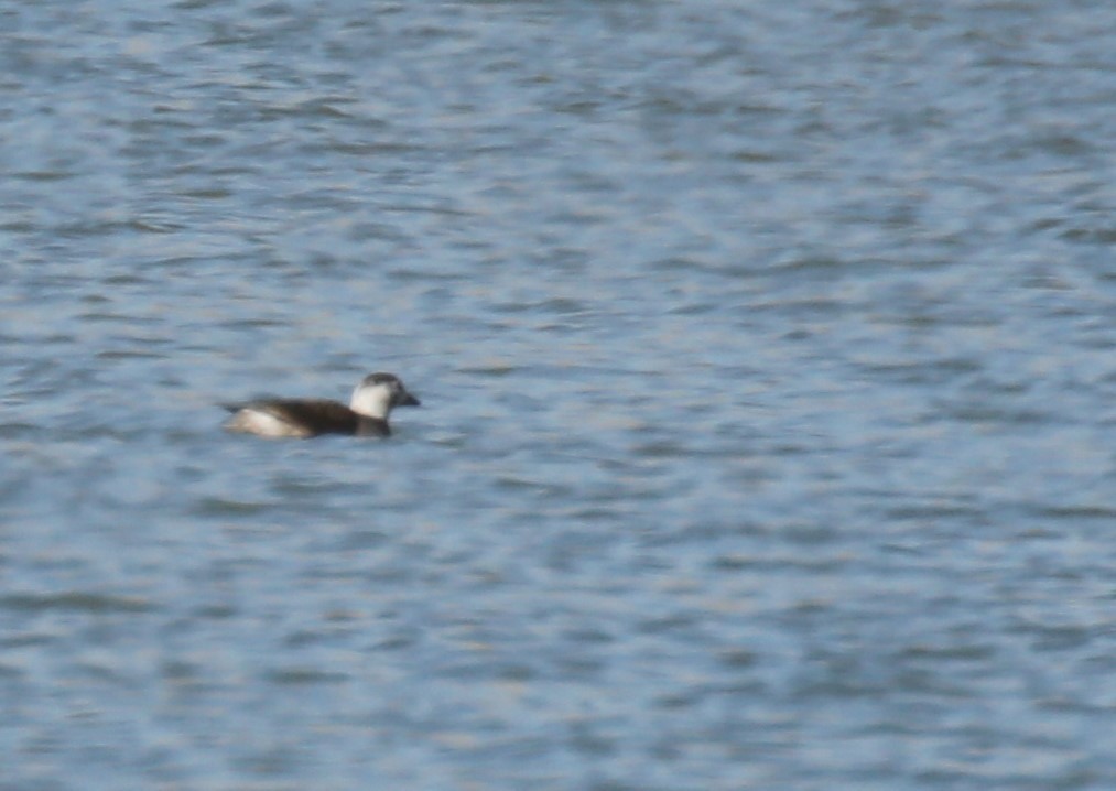 Long-tailed Duck - ML235979891