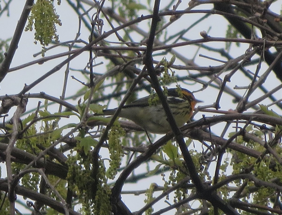 Blackburnian Warbler - ML235980851