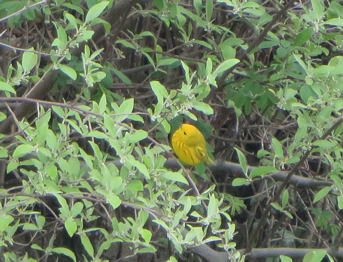 Yellow Warbler - ML235980991