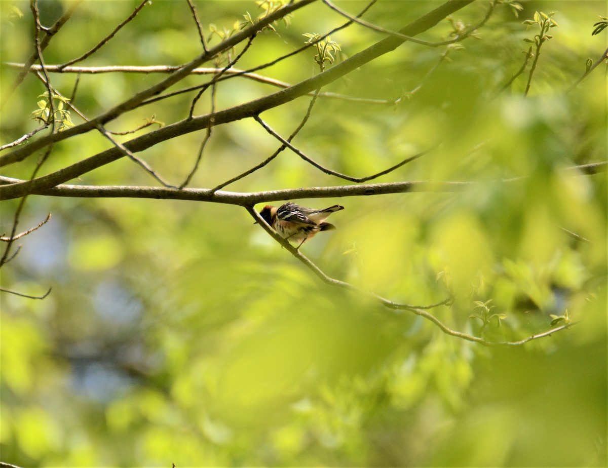 Bay-breasted Warbler - Gregory Stavish