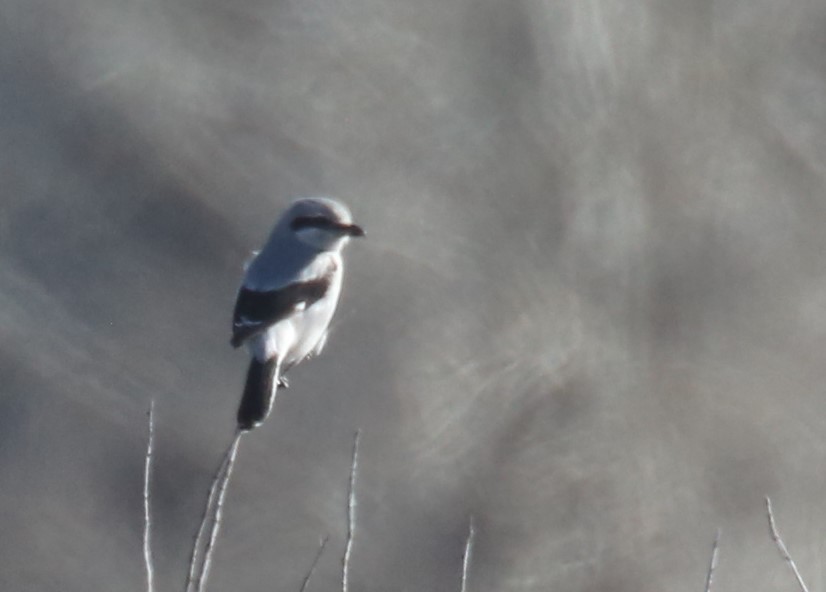 Northern Shrike - ML235981201