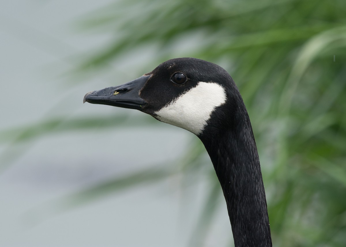 Canada Goose - Zach Westfall