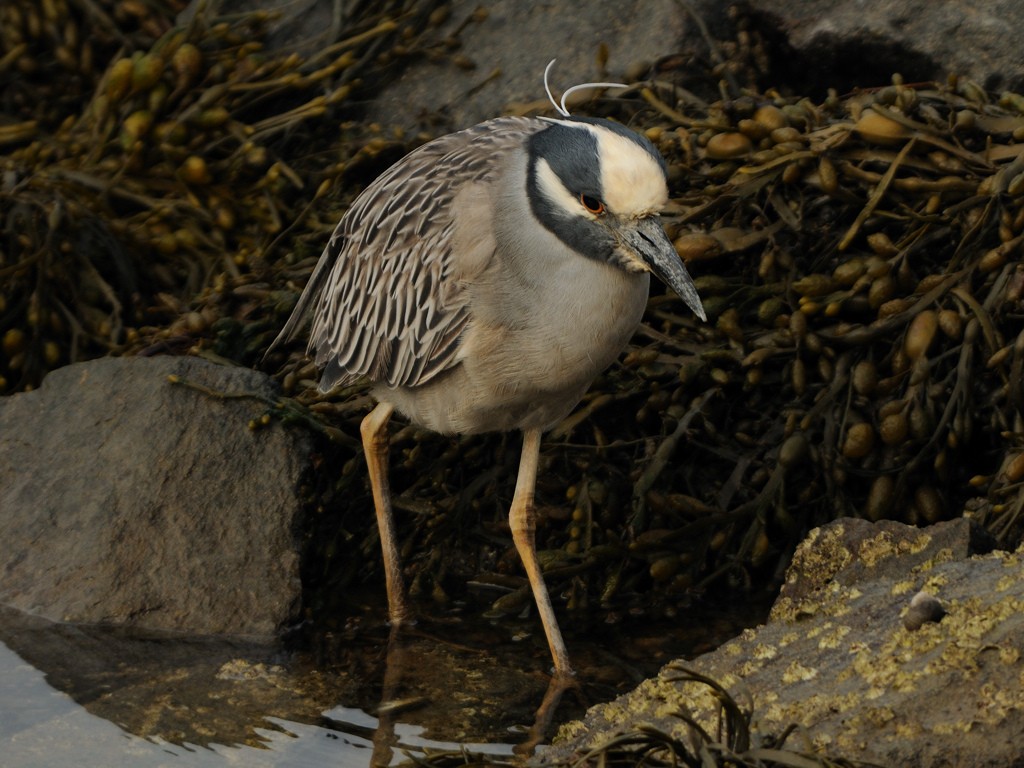 Yellow-crowned Night Heron - ML23598221