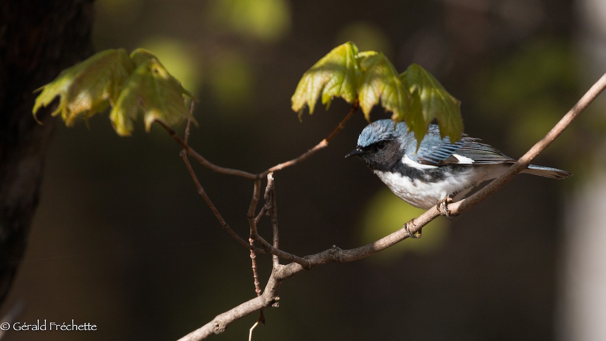 Paruline bleue - ML235983021