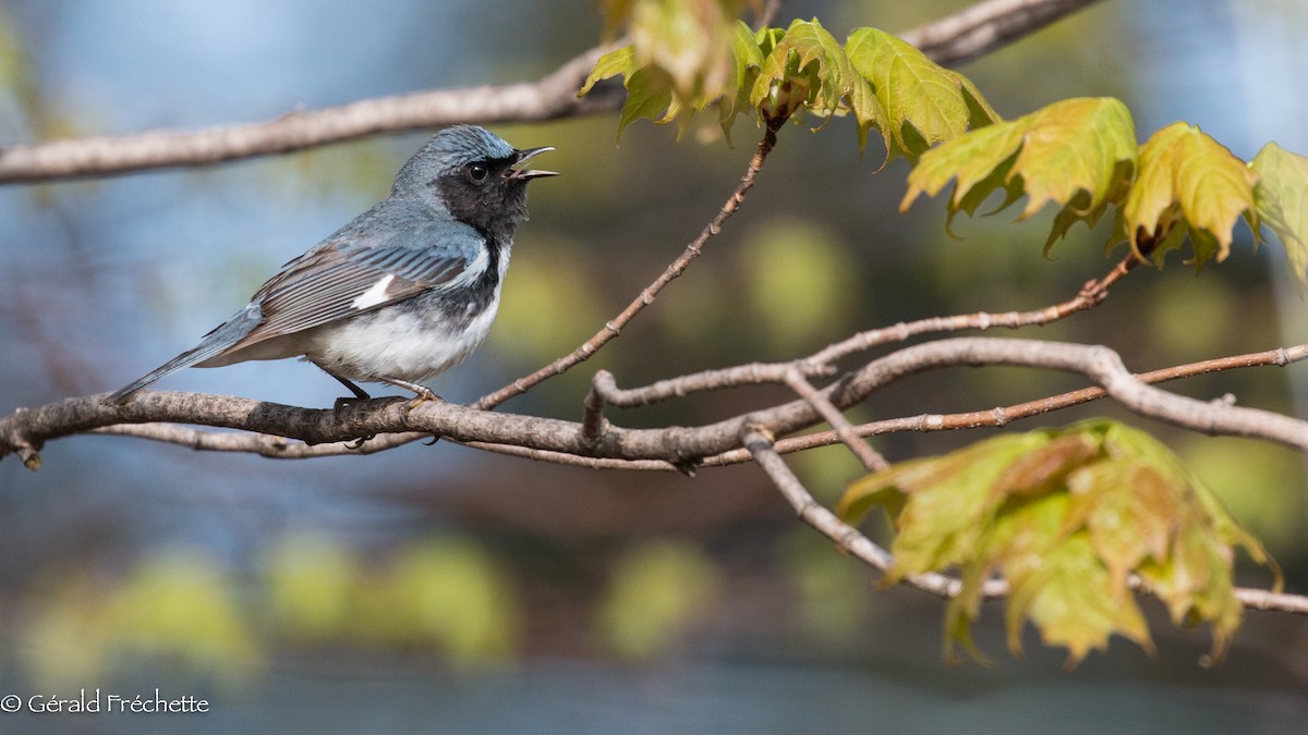 Black-throated Blue Warbler - ML235983051