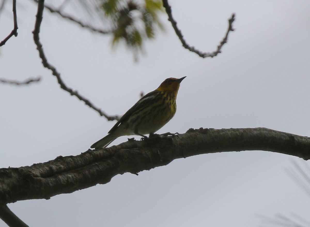 Cape May Warbler - ML235983271