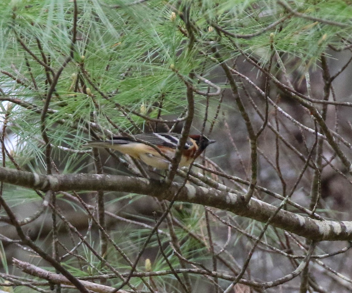 Bay-breasted Warbler - ML235983361