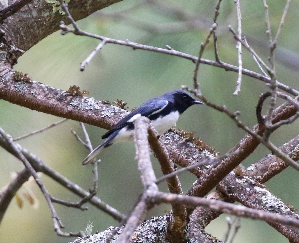 Black-throated Blue Warbler - ML235983471