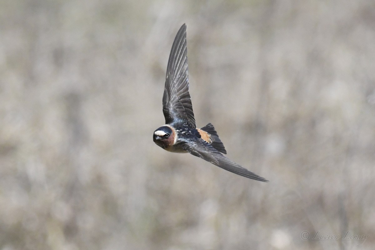 Cliff Swallow - ML235984801