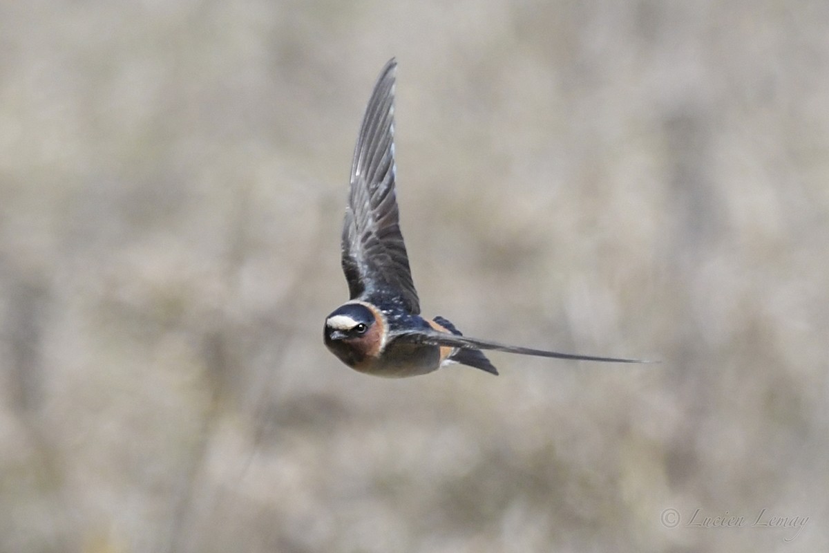 Cliff Swallow - Lucien Lemay