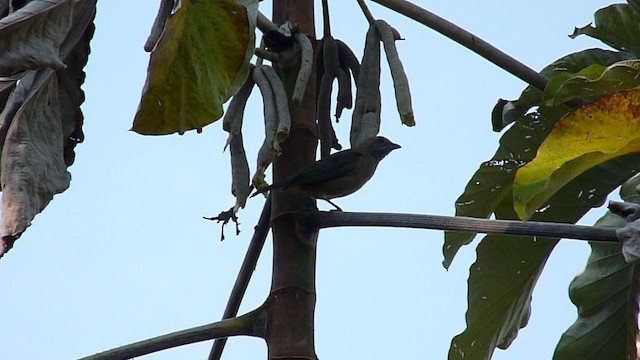 Sayaca Tanager - ML235985191