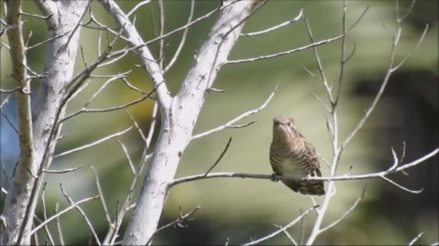 Plain Gerygone - ML235986241