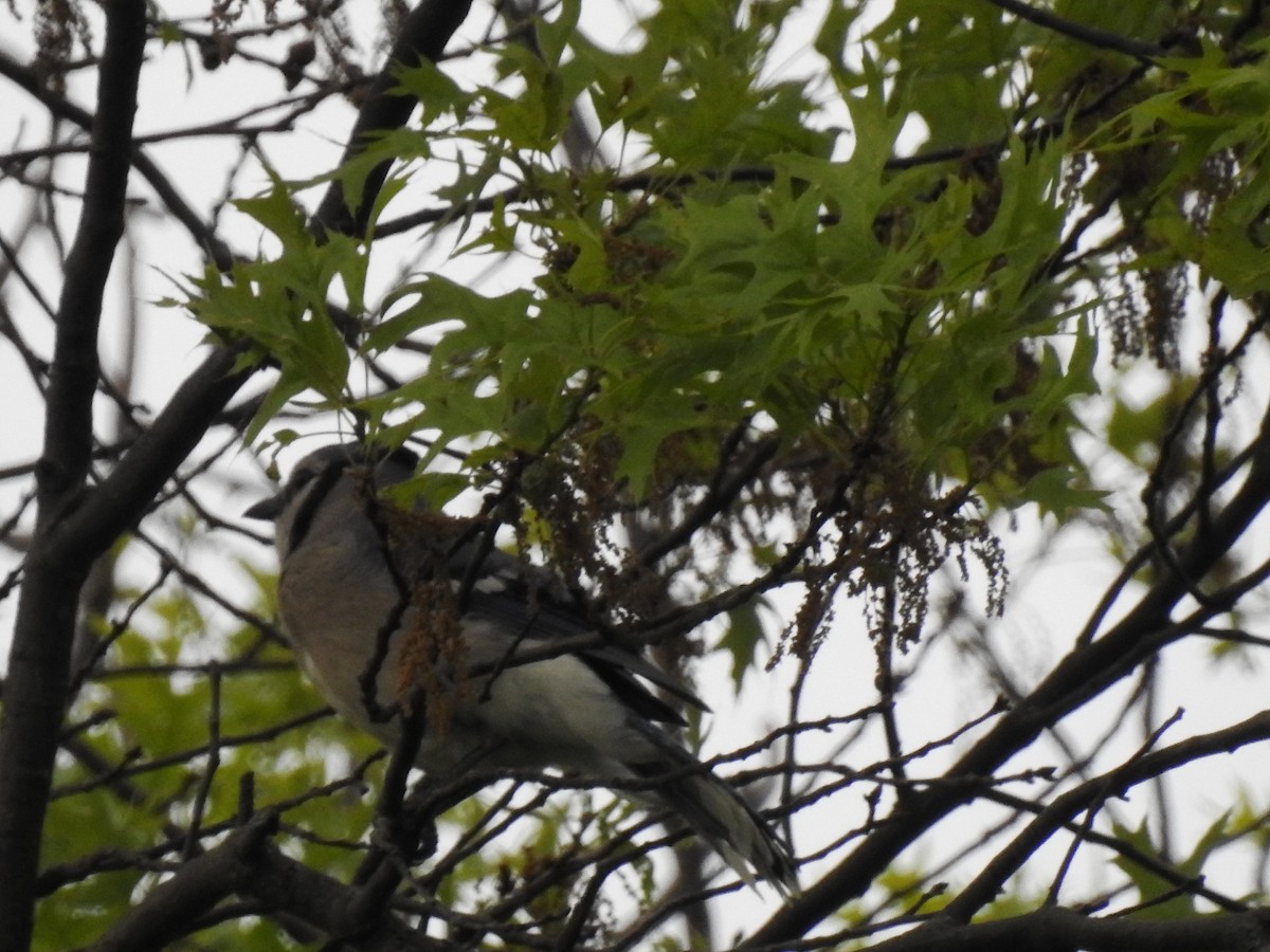 Blue Jay - ML235987331