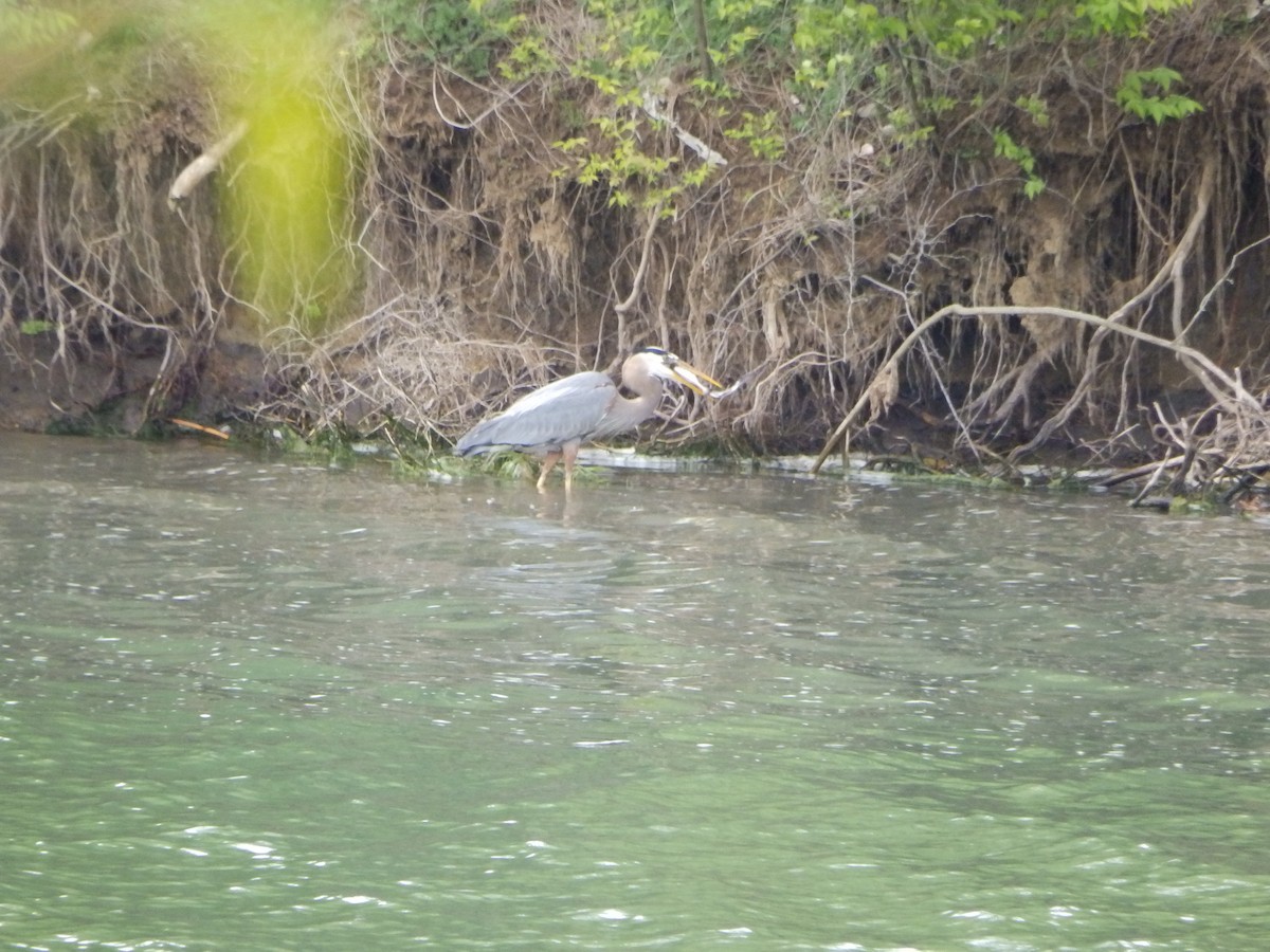 Great Blue Heron - ML235987991