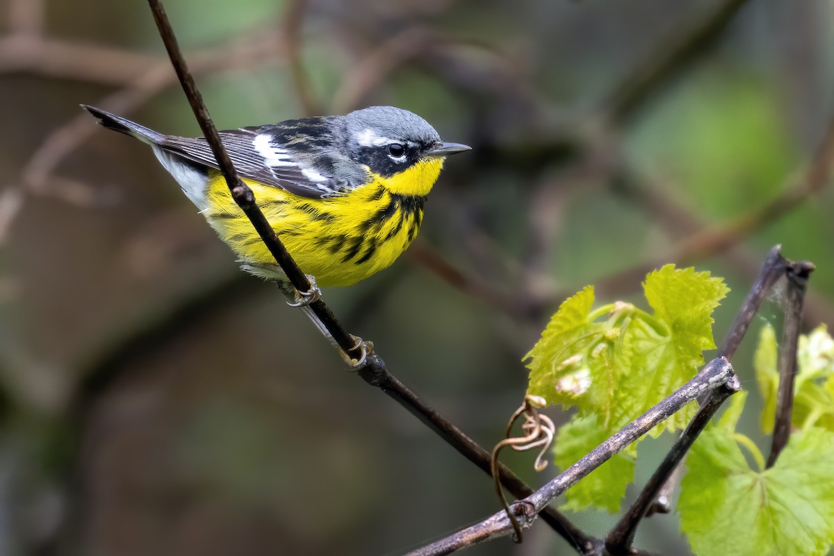 Magnolia Warbler - ML235988041