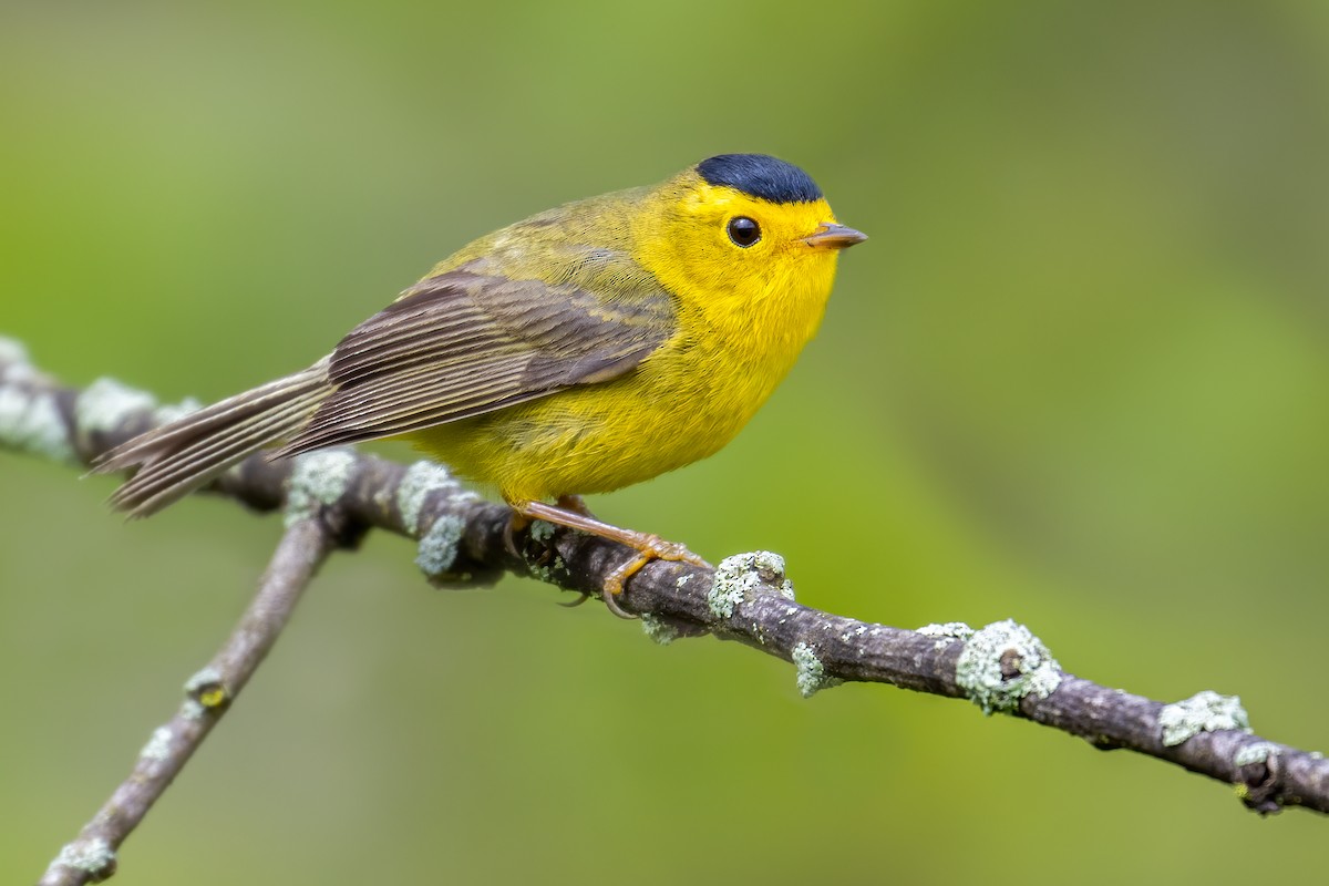 Wilson's Warbler - Brad Imhoff