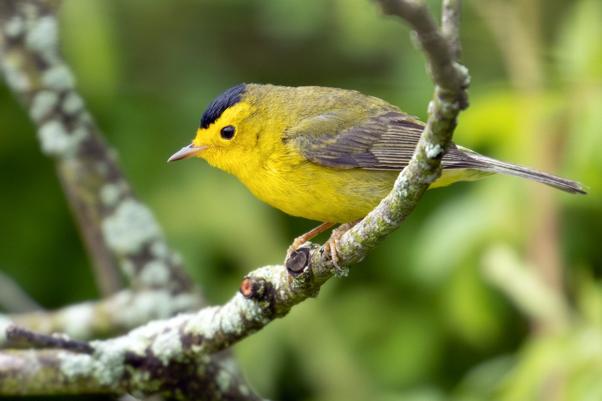 Wilson's Warbler - ML235988131