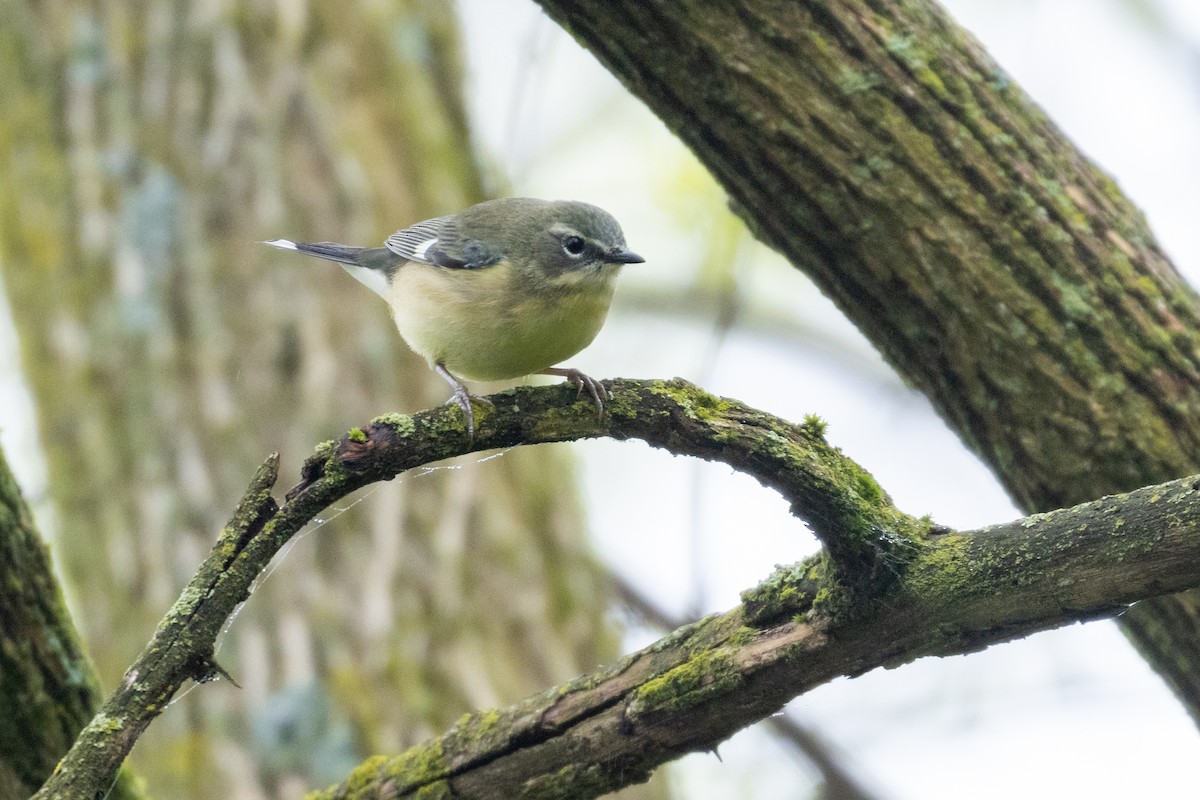 Paruline bleue - ML235988231