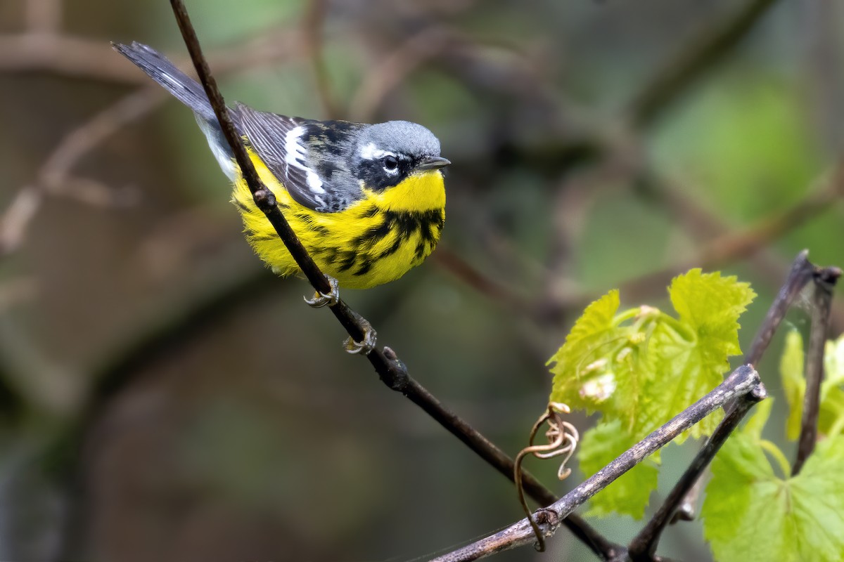 Magnolia Warbler - ML235988381