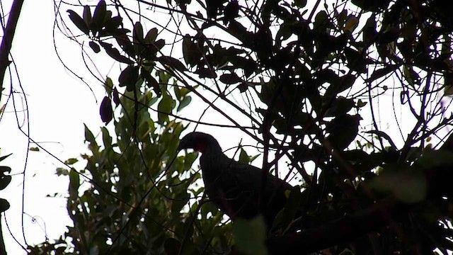 Dusky-legged Guan - ML235988581