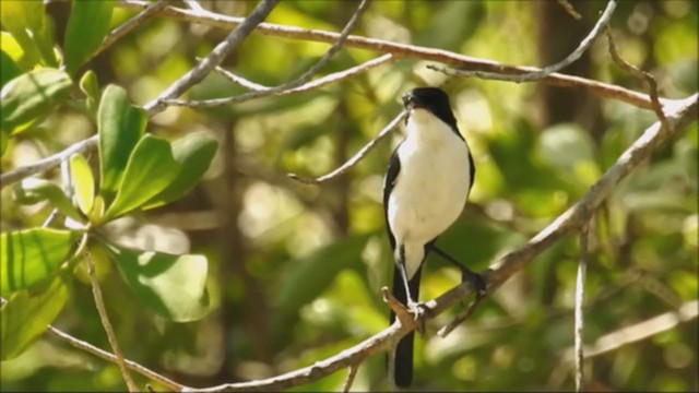 Timor Bushchat - ML235989011