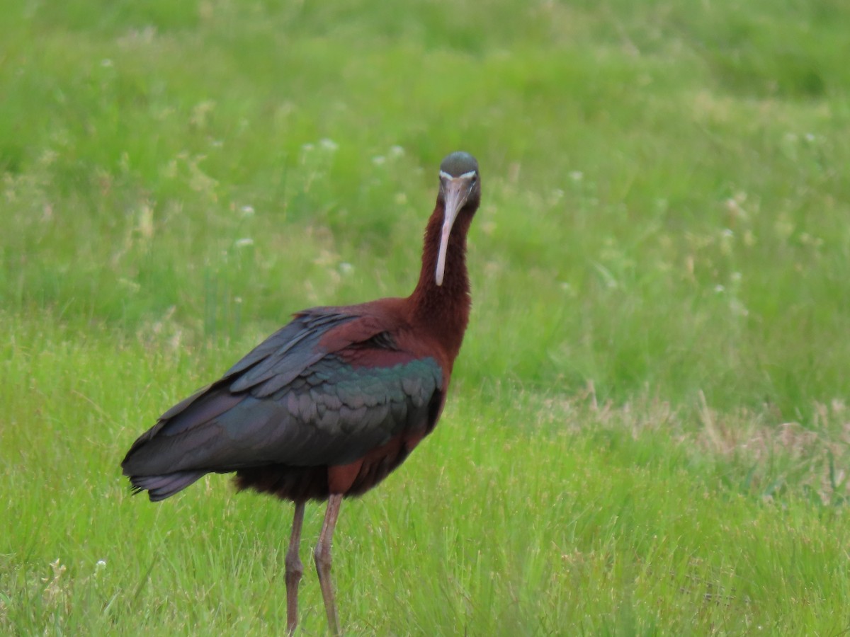 ibis hnědý - ML235991731