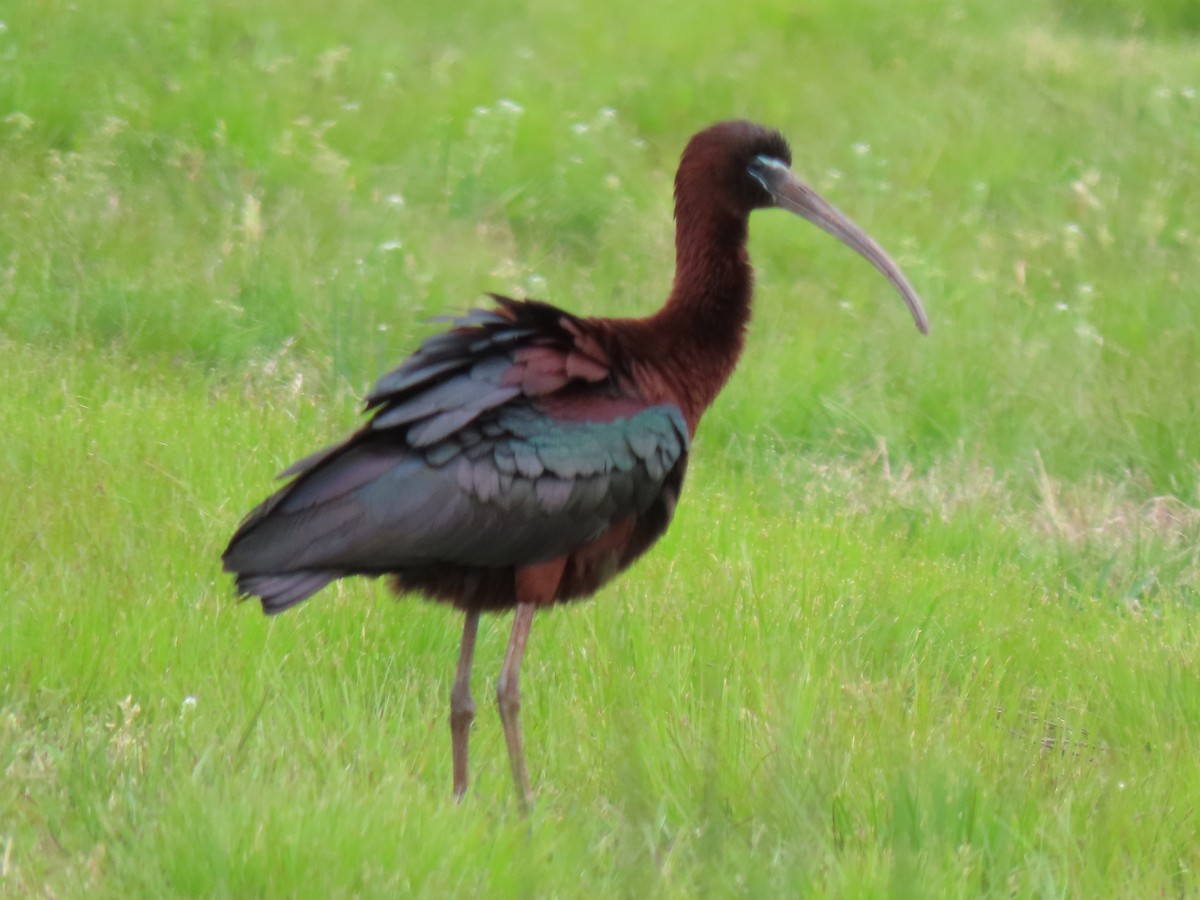 ibis hnědý - ML235991921