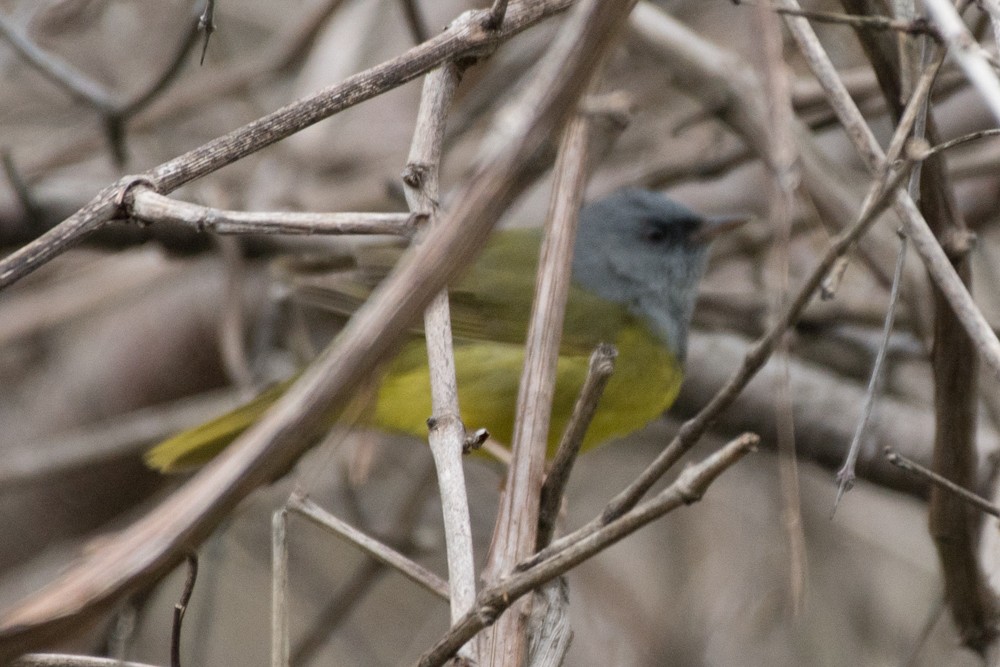 Mourning Warbler - ML235992861