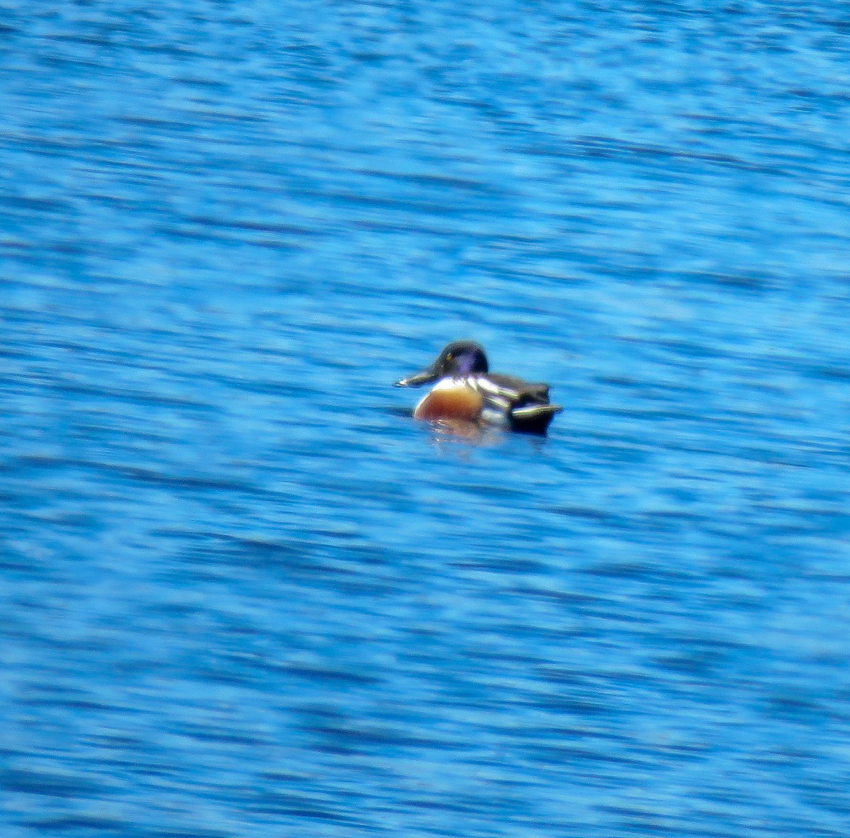 Northern Shoveler - ML235993731