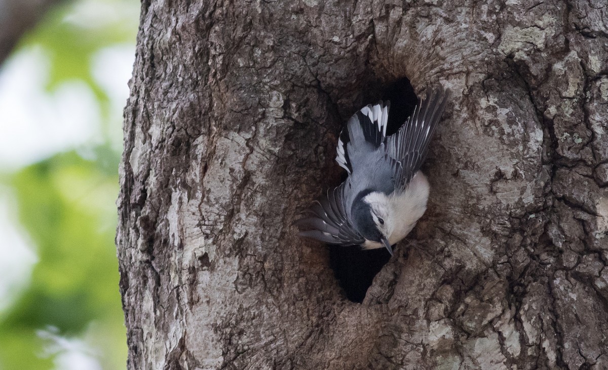 White-breasted Nuthatch (Eastern) - Andrew Dreelin