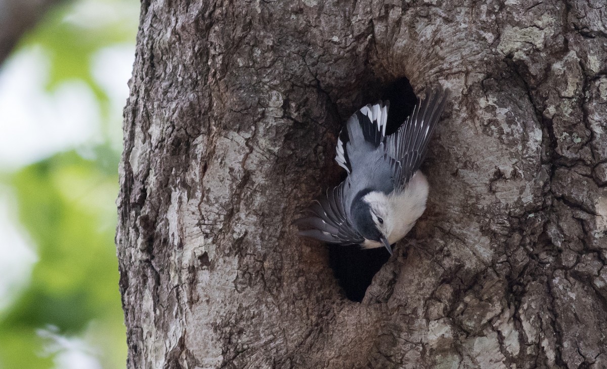 White-breasted Nuthatch (Eastern) - ML235994741