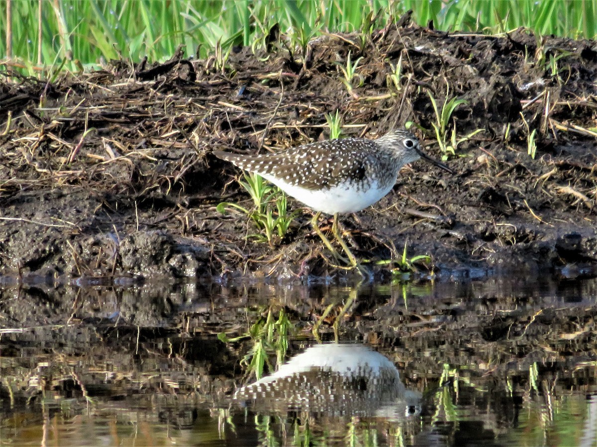 Solitary Sandpiper - ML235994871