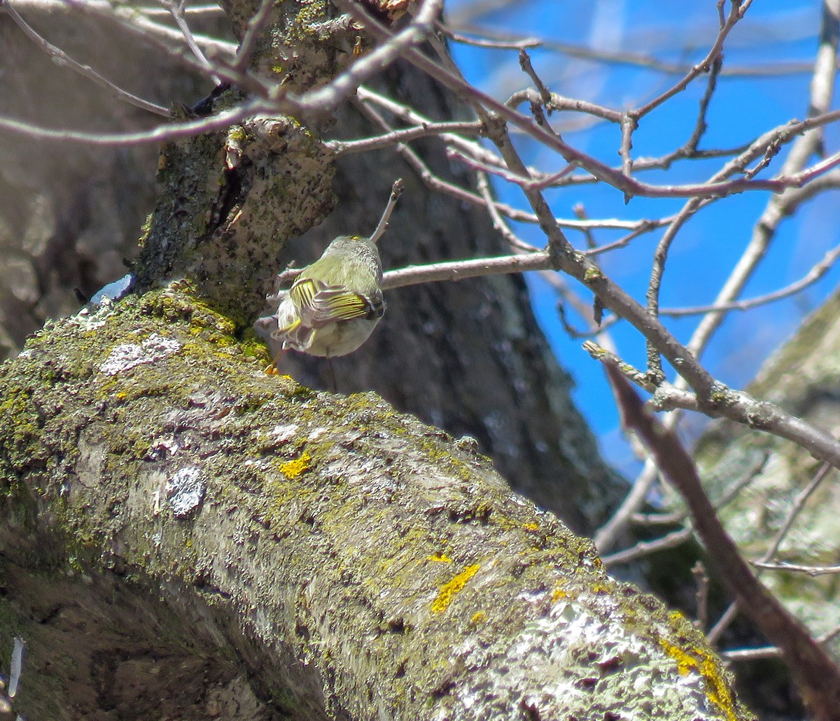 Golden-crowned Kinglet - ML235994961