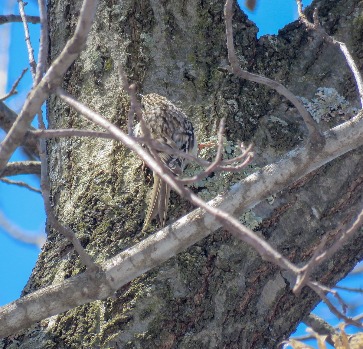Brown Creeper - ML235995141