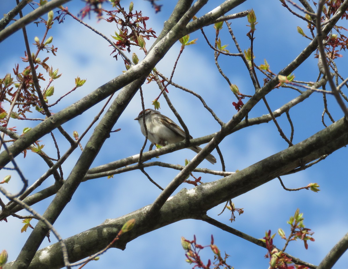 Chipping Sparrow - ML235995191