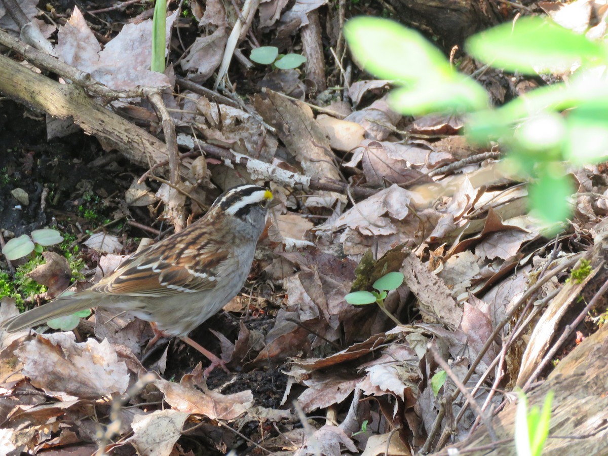 White-throated Sparrow - ML235995811