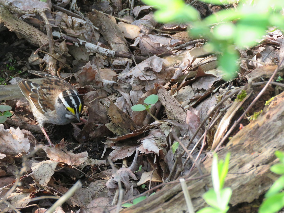 White-throated Sparrow - ML235995851