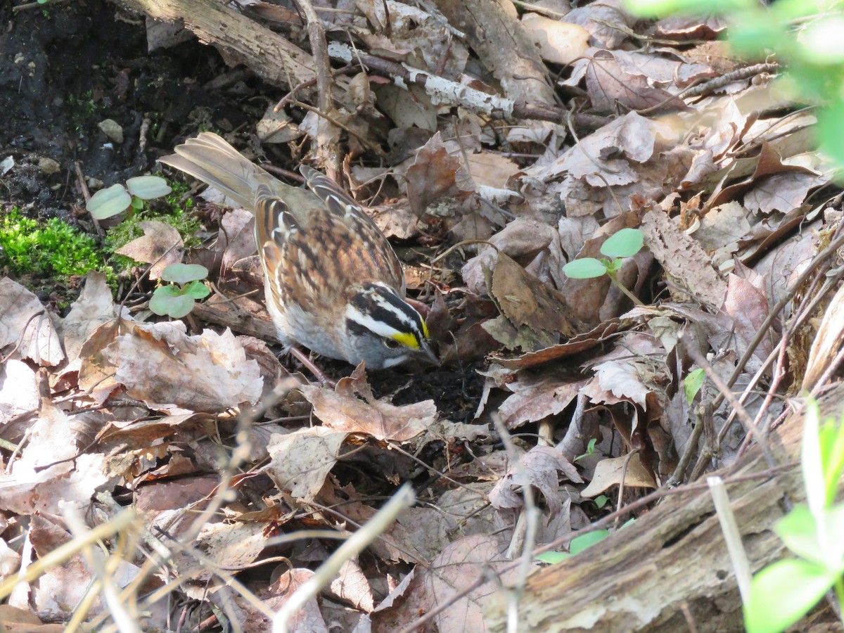 White-throated Sparrow - ML235995861