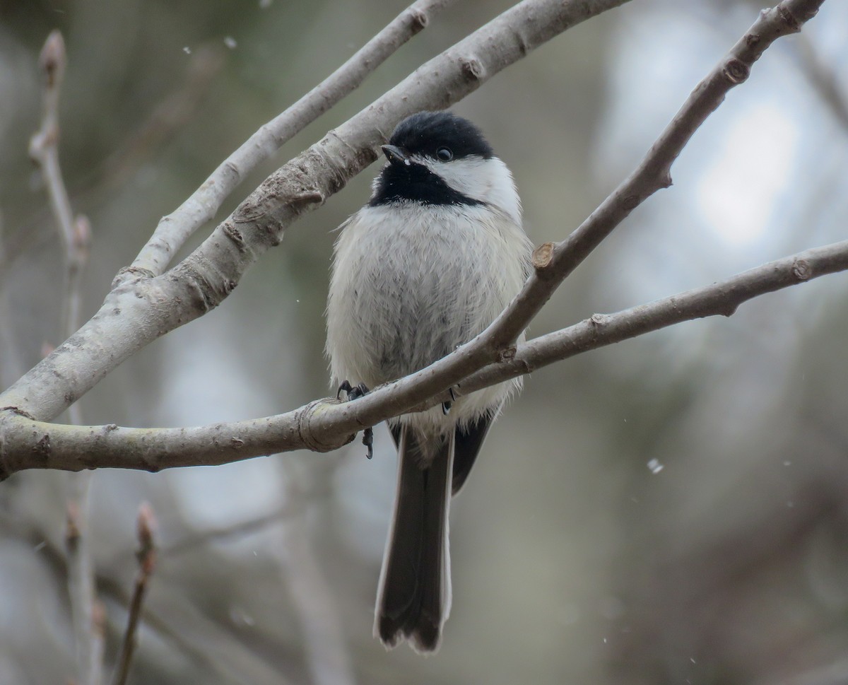 Black-capped Chickadee - ML235995971