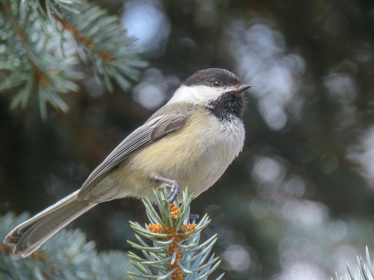 Black-capped Chickadee - ML235996051