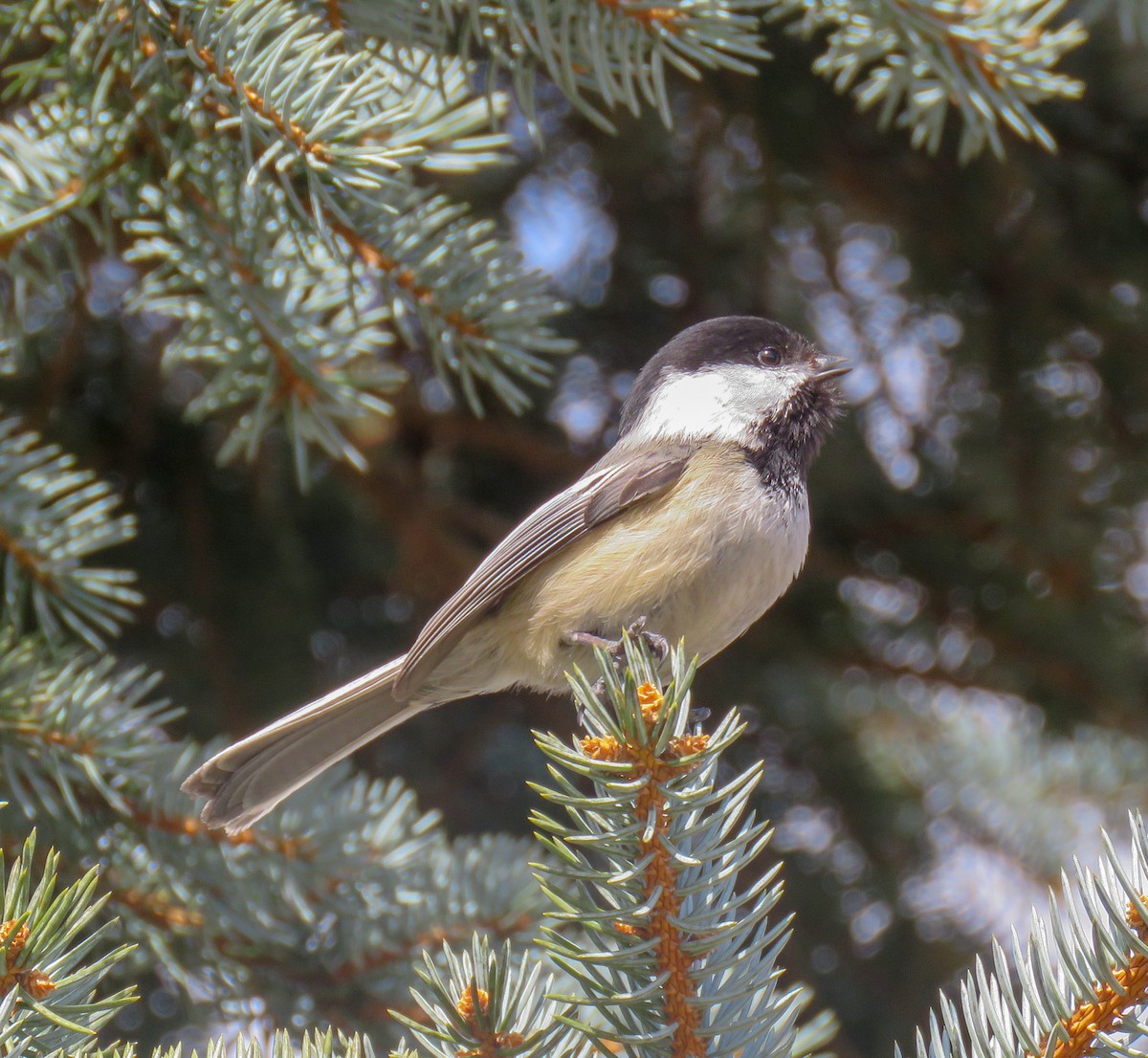 Black-capped Chickadee - Sam Krah