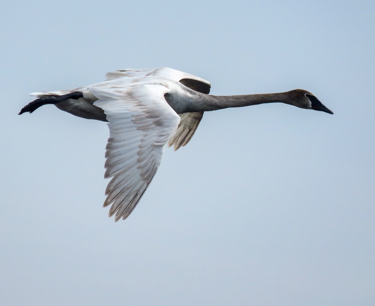 Trumpeter Swan - ML235996661