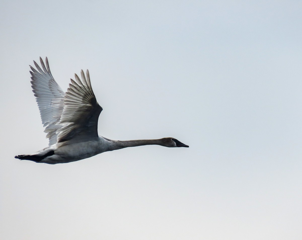 Trumpeter Swan - Sam Krah