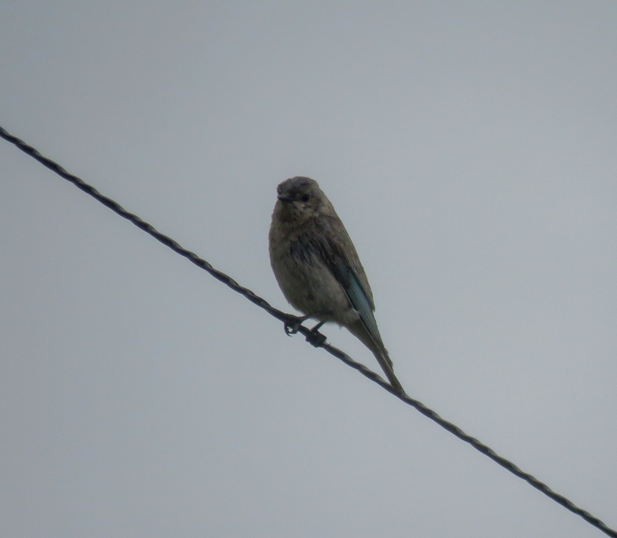 Mountain Bluebird - ML235997241