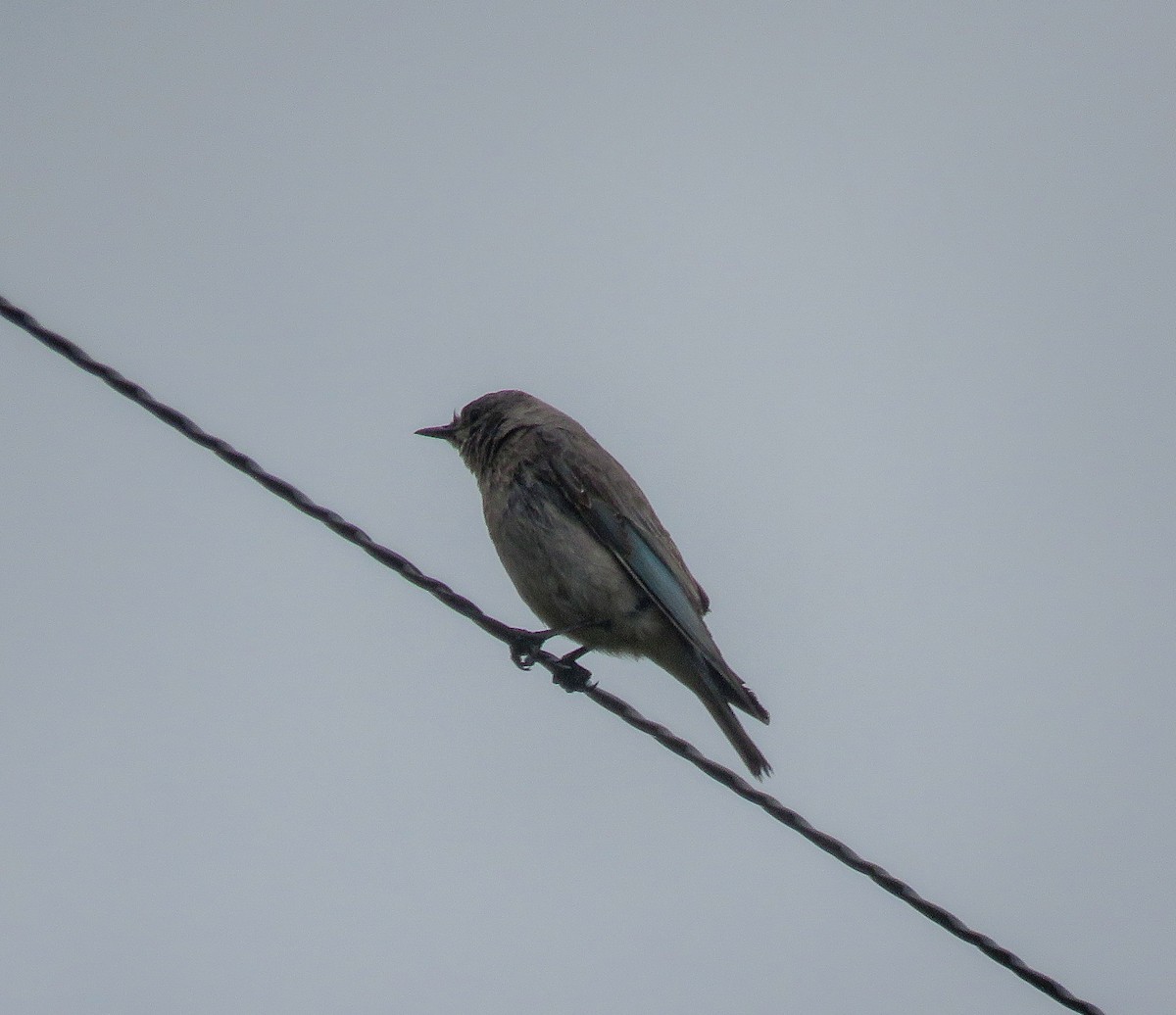 Mountain Bluebird - ML235997271