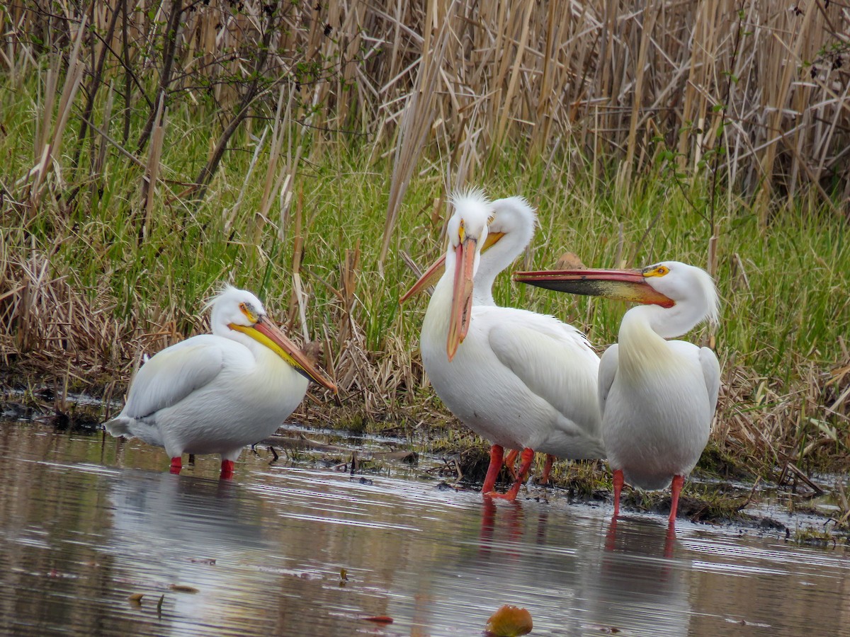 American White Pelican - ML235997711