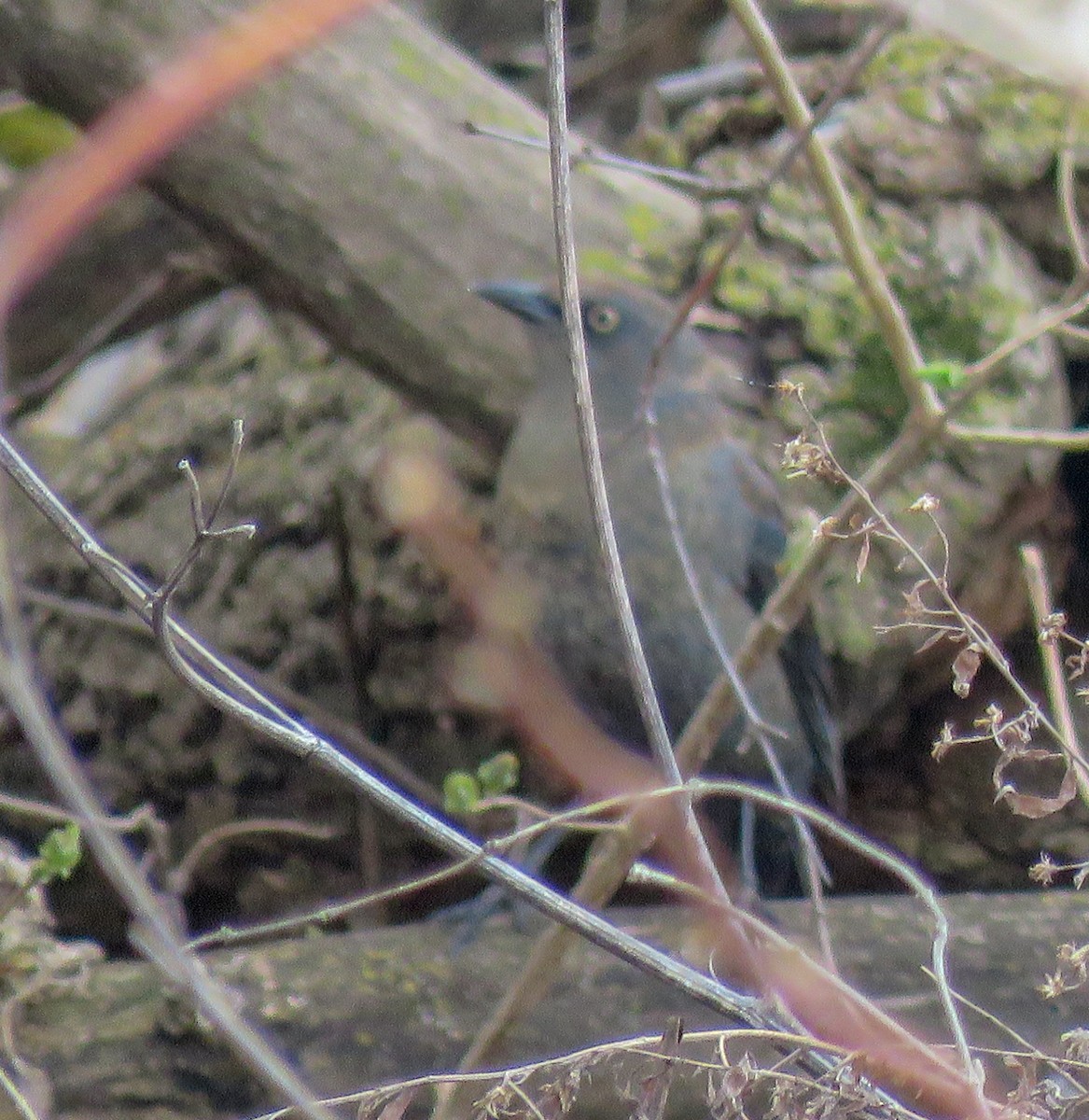 Rusty Blackbird - ML235999011
